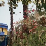 Marrakech: Majorelle Garden Entry Tickets Online - Exploring the Majorelle Garden: What You Can Expect