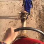 Marrakech palm grove: Sunset camel ride - Learning About Camels and Local Culture