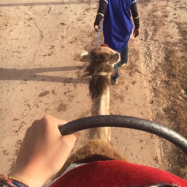 Marrakech palm grove: Sunset camel ride - Learning About Camels and Local Culture