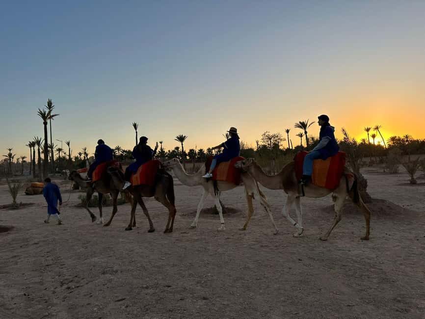 Marrakech Palmeraie Camel Ride Adventure - What to Expect from the Marrakech Palmeraie Camel Ride Adventure