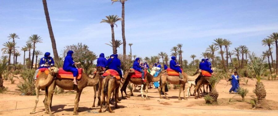 Marrakech Palmeraie Camel Ride with Tea Break - Why This Tour Offers Great Value