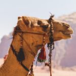 Marrakech: Private Day Trip Desert Agafay & Atlas Mountains - What Makes This Tour Stand Out?
