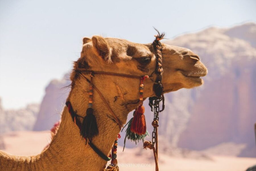 Marrakech: Private Day Trip Desert Agafay & Atlas Mountains - What Makes This Tour Stand Out?