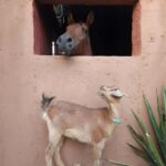 Marrakech: Private Rescue Farm Visit with Lunch + Transport - Meeting the Animals: Rescue and Joy