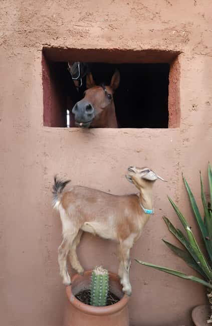 Marrakech: Private Rescue Farm Visit with Lunch + Transport - Meeting the Animals: Rescue and Joy