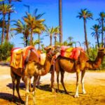 Marrakech: Quad Biking and Camel Ride Berber Villages Tour - The Practical Details: What’s Included & Tips