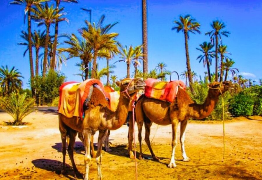 Marrakech: Quad Biking and Camel Ride Berber Villages Tour - The Practical Details: What’s Included & Tips