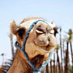 Marrakech: Sunset Camel Ride in Palmeraie - Key Points