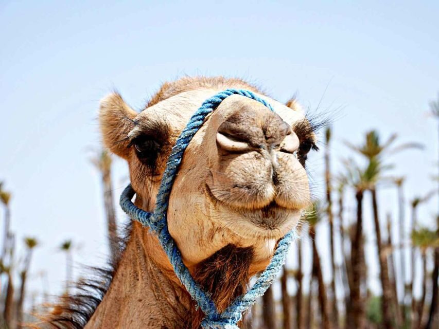 Marrakech: Sunset Camel Ride in Palmeraie - Key Points