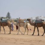 Marrakech: Surfing Day Trip to Essaouira with Hotel Pickup - The Beach and Surf Conditions