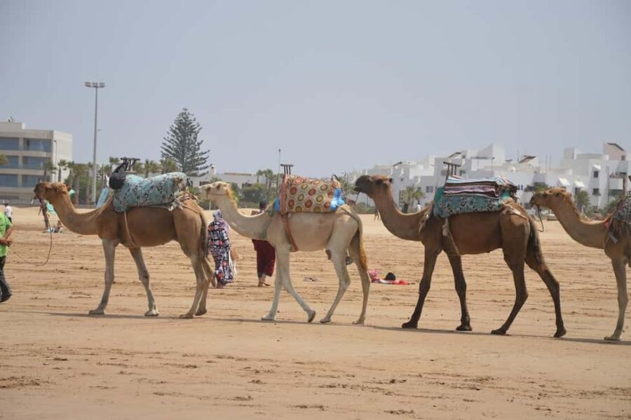 Marrakech: Surfing Day Trip to Essaouira with Hotel Pickup - The Beach and Surf Conditions