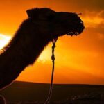 Marrakesh: Agafay Desert Sunset, Camel Ride, and Dinner Show - The Camel Ride: A Highlight with a Few Tips