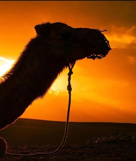 Marrakesh: Agafay Desert Sunset, Camel Ride, and Dinner Show - The Camel Ride: A Highlight with a Few Tips