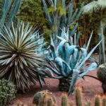 Marrakesh: Majorelle Garden Entry Tickets - What’s Included and What’s Not