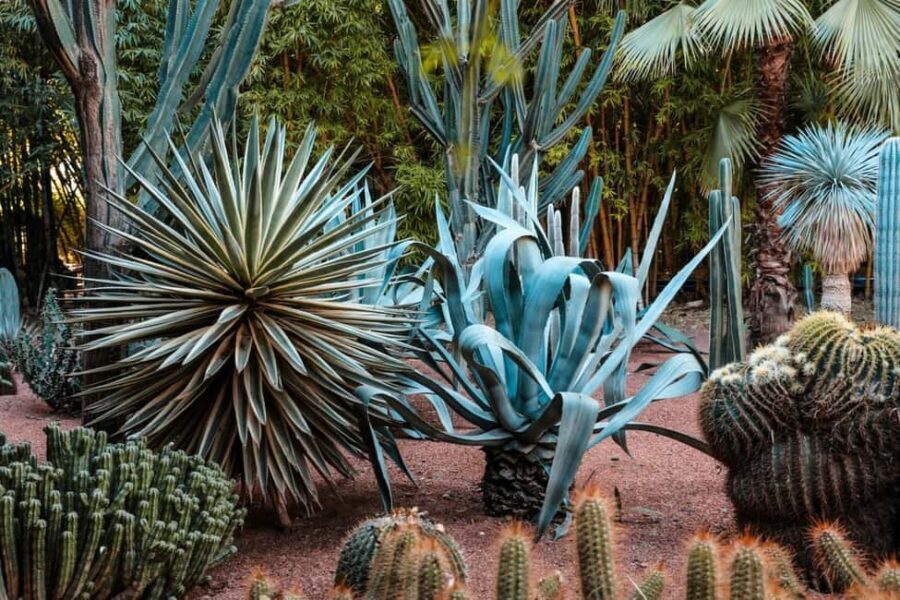 Marrakesh: Majorelle Garden Entry Tickets - What’s Included and What’s Not