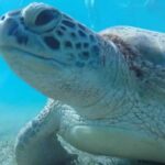 Marsa Alam: Abu Dabbab Snorkeling Tour - The Beach & Facilities