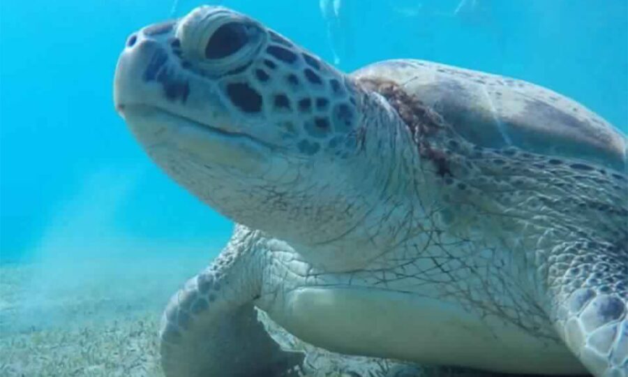 Marsa Alam: Abu Dabbab Snorkeling Tour - The Beach & Facilities