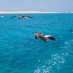 Marsa Alam: Dolphin House Adventure at Shaab Samadai Reef - The Itinerary and What to Expect