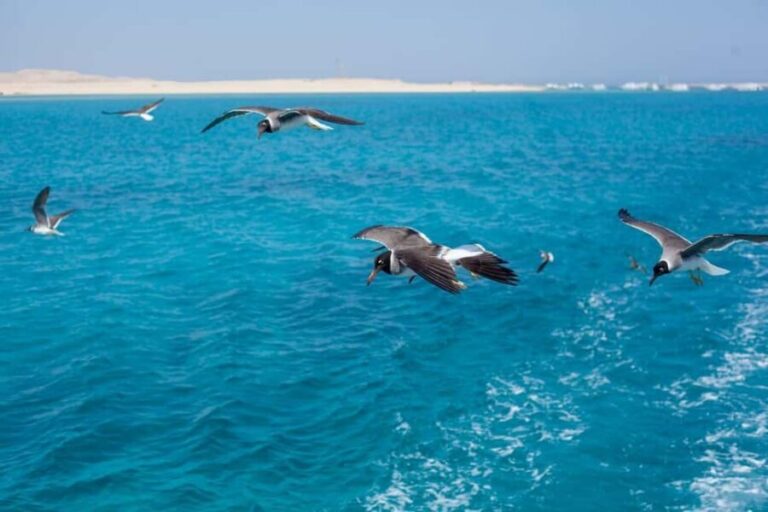 Marsa Alam: Dolphin House Adventure at Shaab Samadai Reef - The Itinerary and What to Expect