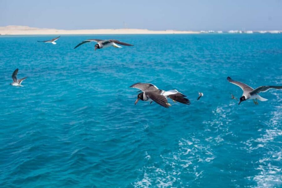 Marsa Alam: Dolphin House Adventure at Shaab Samadai Reef - The Itinerary and What to Expect