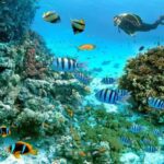 Marsa Alam: Snorkeling with Sea Turtles Marsa Mubarak - A Closer Look at the Experience