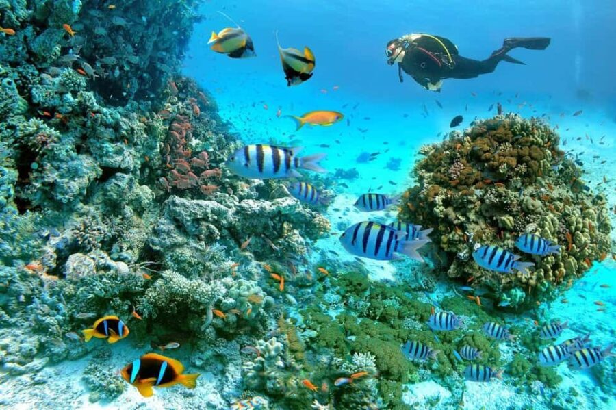 Marsa Alam: Snorkeling with Sea Turtles Marsa Mubarak - A Closer Look at the Experience
