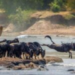 Marvelous 5-day Serengeti National Park to Ngorongoro Crater - The Itinerary: What You Can Expect