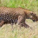 Masai Mara: 2 Day Private Safari In a 4x4 Land Cruiser - What’s Included and What’s Not
