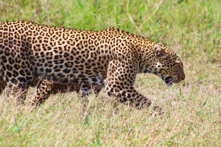 Masai Mara: 2 Day Private Safari In a 4x4 Land Cruiser - What’s Included and What’s Not