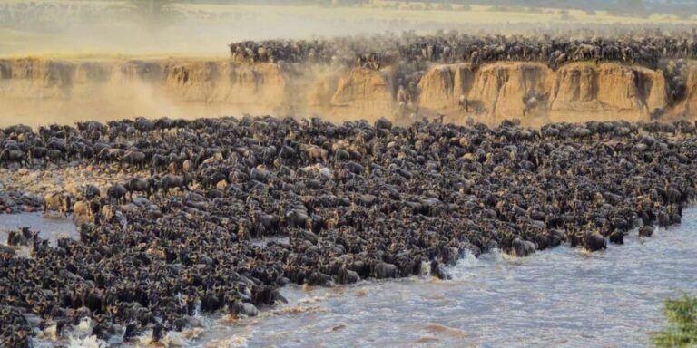 Masai Mara 3-day Camping Safari by 4x4 Land Cruiser Jeep - What’s Included and What’s Not