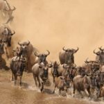 Masai Mara 3Days Joining Safari at Sopa Luxury Lodge by Jeep - What’s Included and What to Budget Extra For