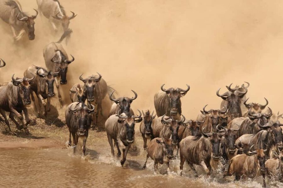 Masai Mara 3Days Joining Safari at Sopa Luxury Lodge by Jeep - What’s Included and What to Budget Extra For