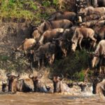 Masai Mara: 4-day safari for the great wildebeest migration - The Detailed Itinerary
