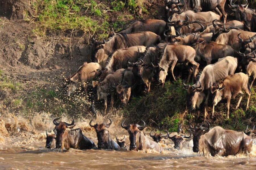 Masai Mara: 4-day safari for the great wildebeest migration - The Detailed Itinerary