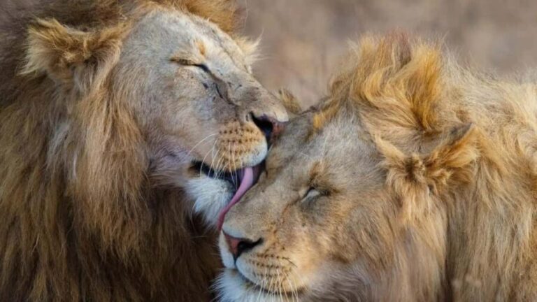 Masai Mara: 7-Day Safari Tour with Game Drives & Boat Rides - What to Expect & Practical Details