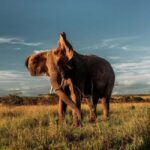 Masai Mara, Amboseli, Nakuru, & Naivasha Lakes 7-Day Safari - What Does the Tour Include and Exclude?