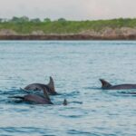 Matemwe: Mnemba Island Dolphin & Snorkeling Boat Trip - What to Expect from the Mnemba Island Dolphin & Snorkeling Trip