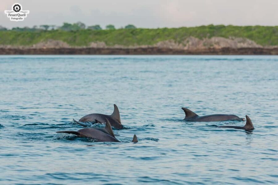 Matemwe: Mnemba Island Dolphin & Snorkeling Boat Trip - What to Expect from the Mnemba Island Dolphin & Snorkeling Trip