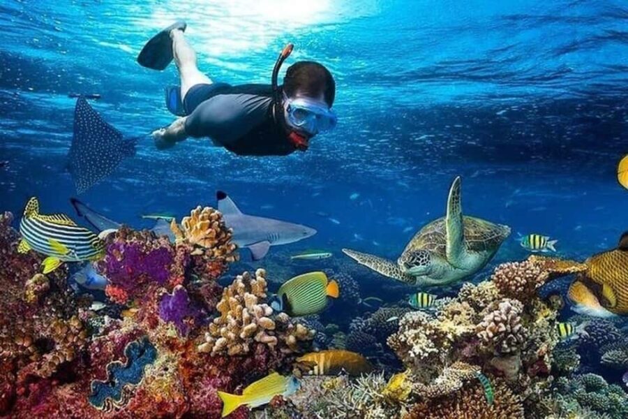 Matemwe village: Half day Snorkeling trip at Mnemba Island - Is This Tour Right for You?