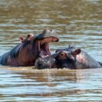 Maun: 8-Day Okavango Delta Safari with Camping - What’s Included & What’s Not