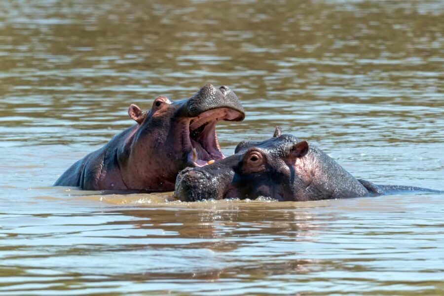 Maun: 8-Day Okavango Delta Safari with Camping - What’s Included & What’s Not