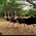 Mauritius: Casela nature parks & flic en flac beach - Who Would Love This Tour?
