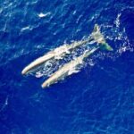 Mauritius Eco Whales Quest, 3-4 hours Expedition - An In-Depth Look at the Mauritius Eco Whales Quest
