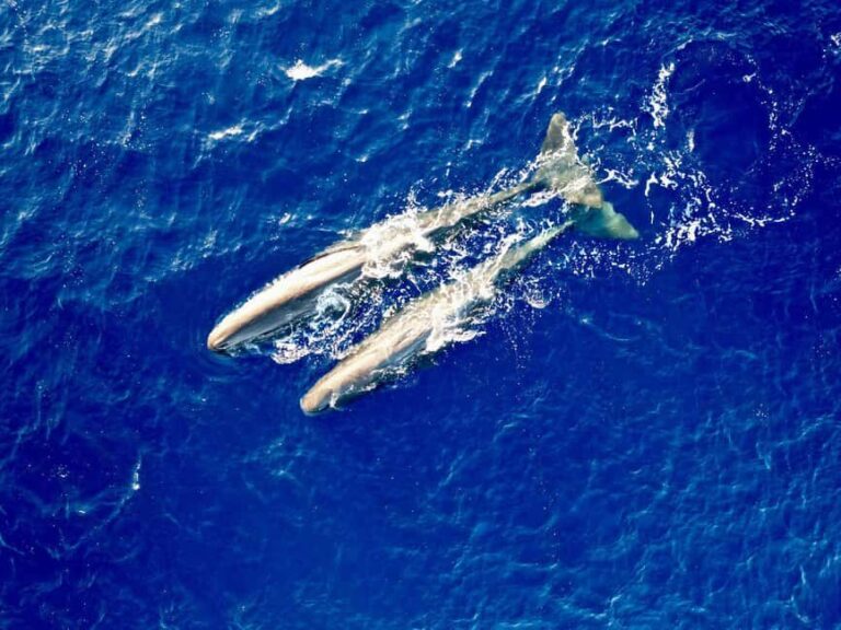 Mauritius Eco Whales Quest, 3-4 hours Expedition - An In-Depth Look at the Mauritius Eco Whales Quest
