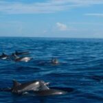 Mauritius: Swim with Dolphins Full-Day with Lunch/Drinks - Deep Dive into the Experience