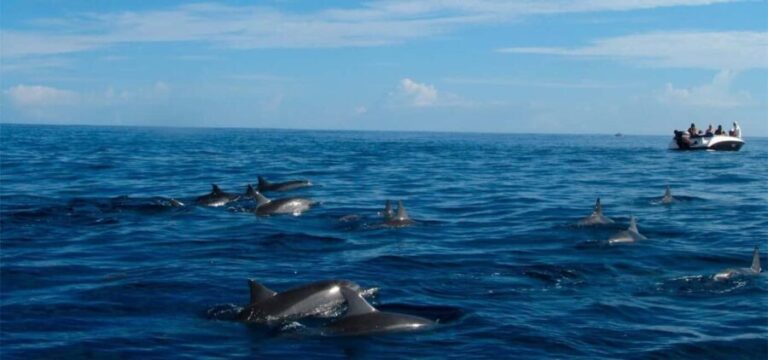 Mauritius: Swim with Dolphins Full-Day with Lunch/Drinks - Deep Dive into the Experience