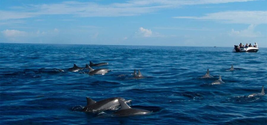 Mauritius: Swim with Dolphins Full-Day with Lunch/Drinks - Deep Dive into the Experience
