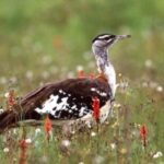 Mbeya: Kitulo National Park 2-Day Itinerary - Frequently Asked Questions