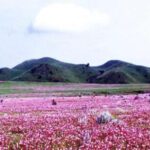 Mbeya: Kitulo National Park 2-Day Itinerary - Why This Tour Offers Genuine Value