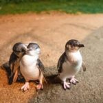 Melbourne: Boutique Phillip Island Wine, Dine & Penguin Tour - San Remo: The Gateway to Phillip Island